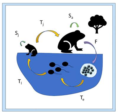 Framework for multi-stressor physiological response evaluation in amphibian risk assessment and conservation